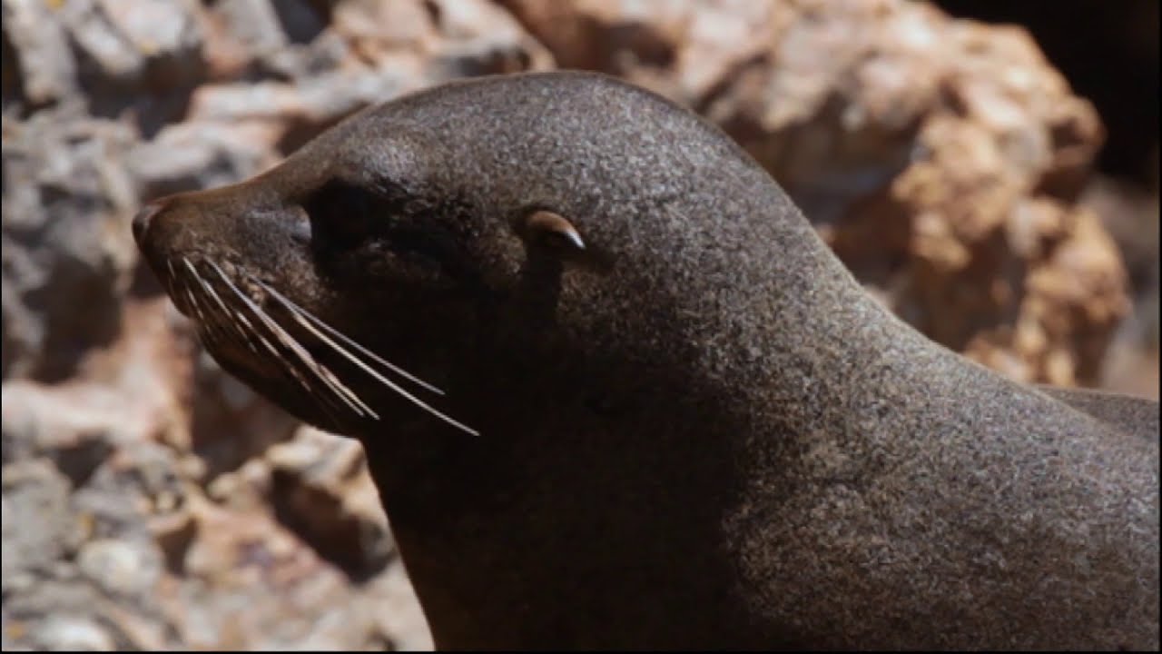 Meet the Locals: New Zealand fur seals