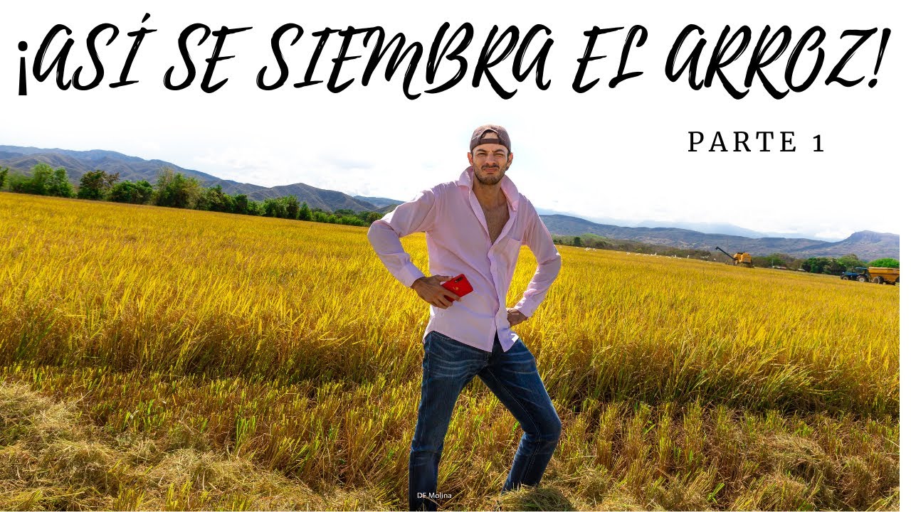 Así se siembra el arroz - Parte 1