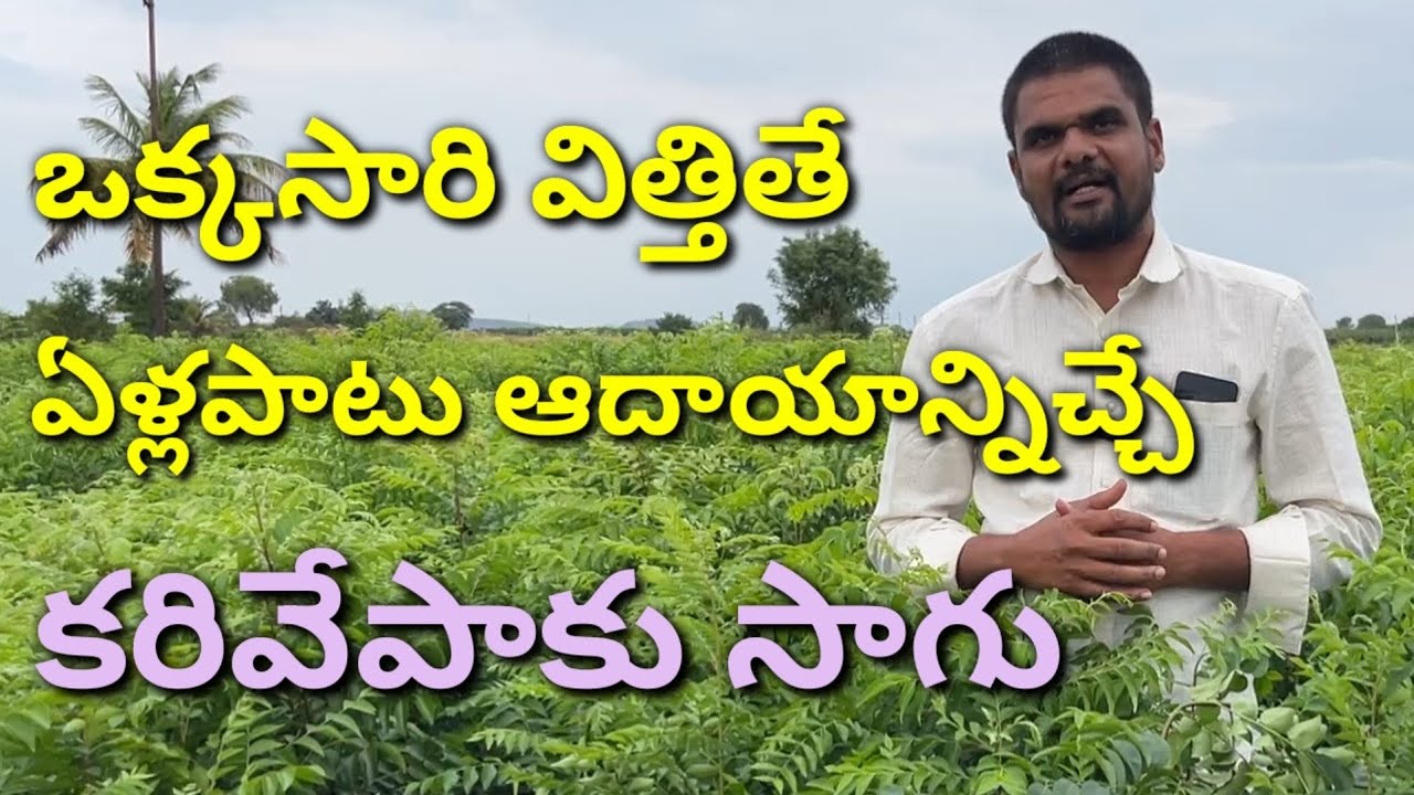 కరివేపాకు సాగు | Curry Leaves Farming | Curry leaf Farming | Curry leaves Cultivation |