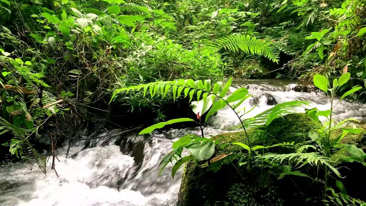 Soft Wilderness Water Vibes | For Concentration, Mood Boost & Falling Asleep Fast