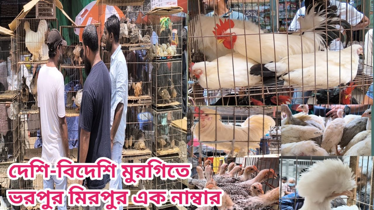 433 ১৫০০ টাকা বাচ্চা সহ দেশি মুরগি।দেশি বিদেশি মুরগির আমদানী।mirpur chicken hat।Shorif & Chicken BD