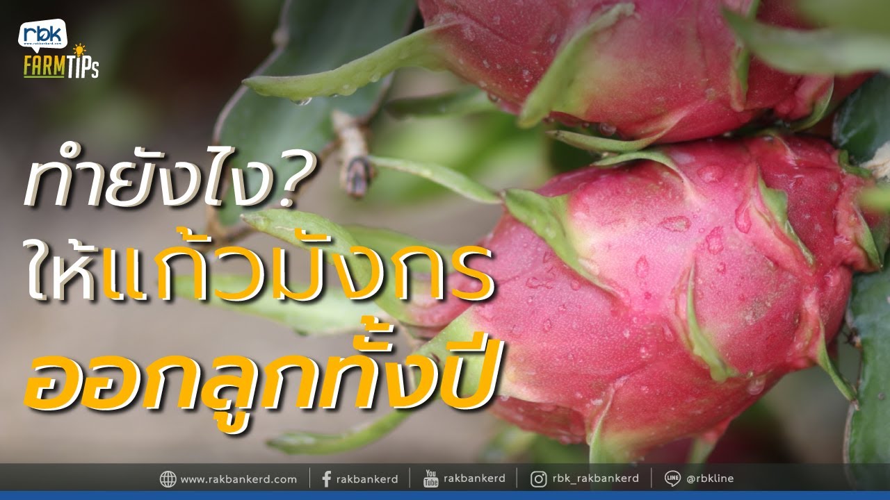 ทำแก้วมังกรนอกฤดู เพิ่มมูลค่า ขายได้ราคาดี [ Rakbankerd | รักบ้านเกิด ]