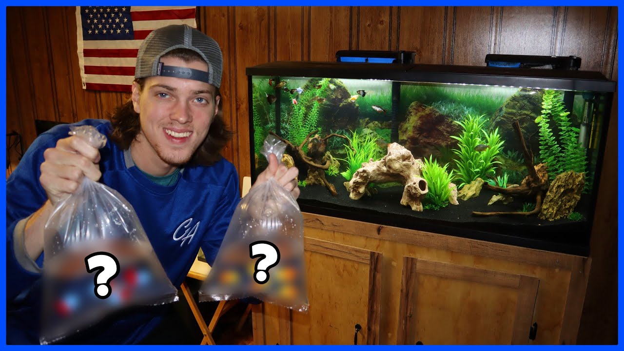 Buying SCHOOLING FISH For My Aquarium!