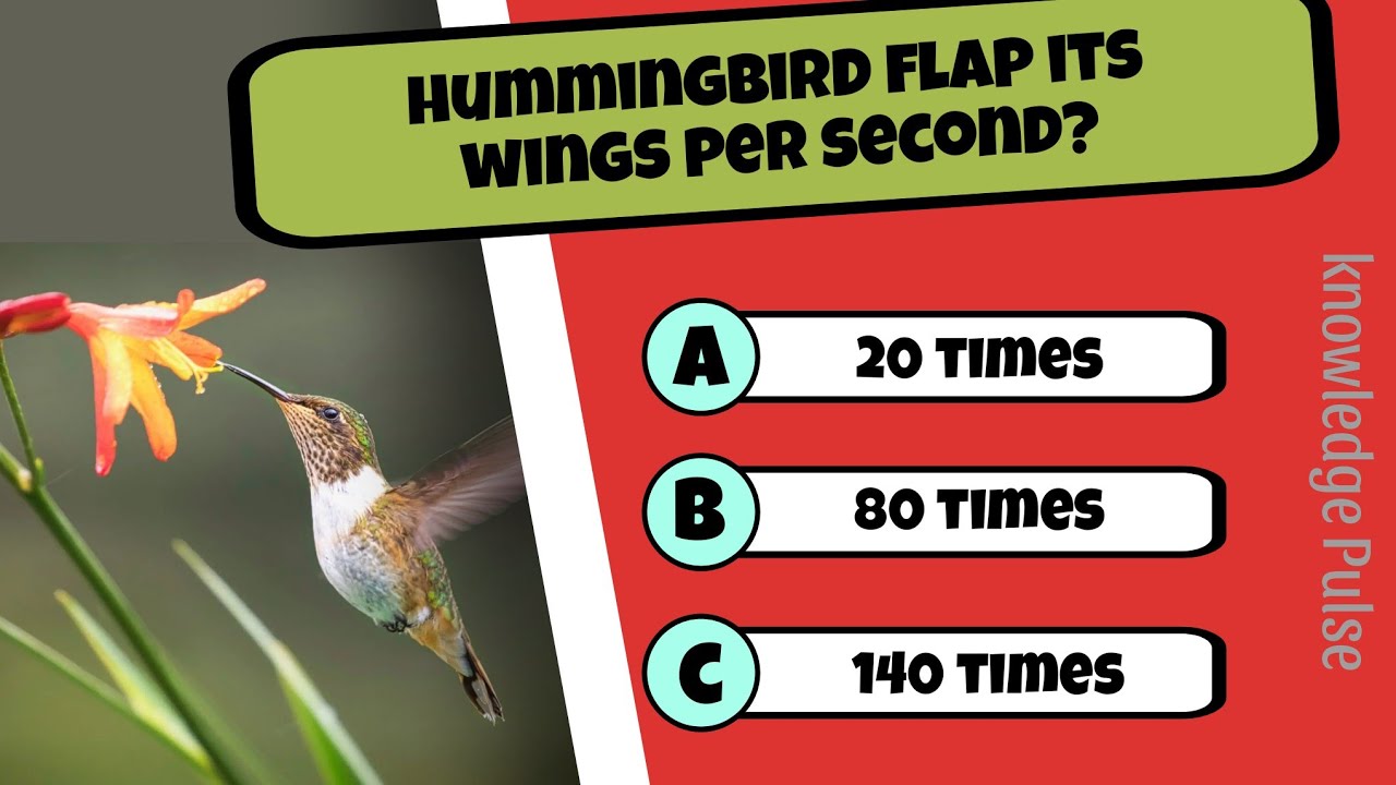 Can You Answer These Tricky Questions? | Part 39  | Fun Questions, answers & Facts for Everyone