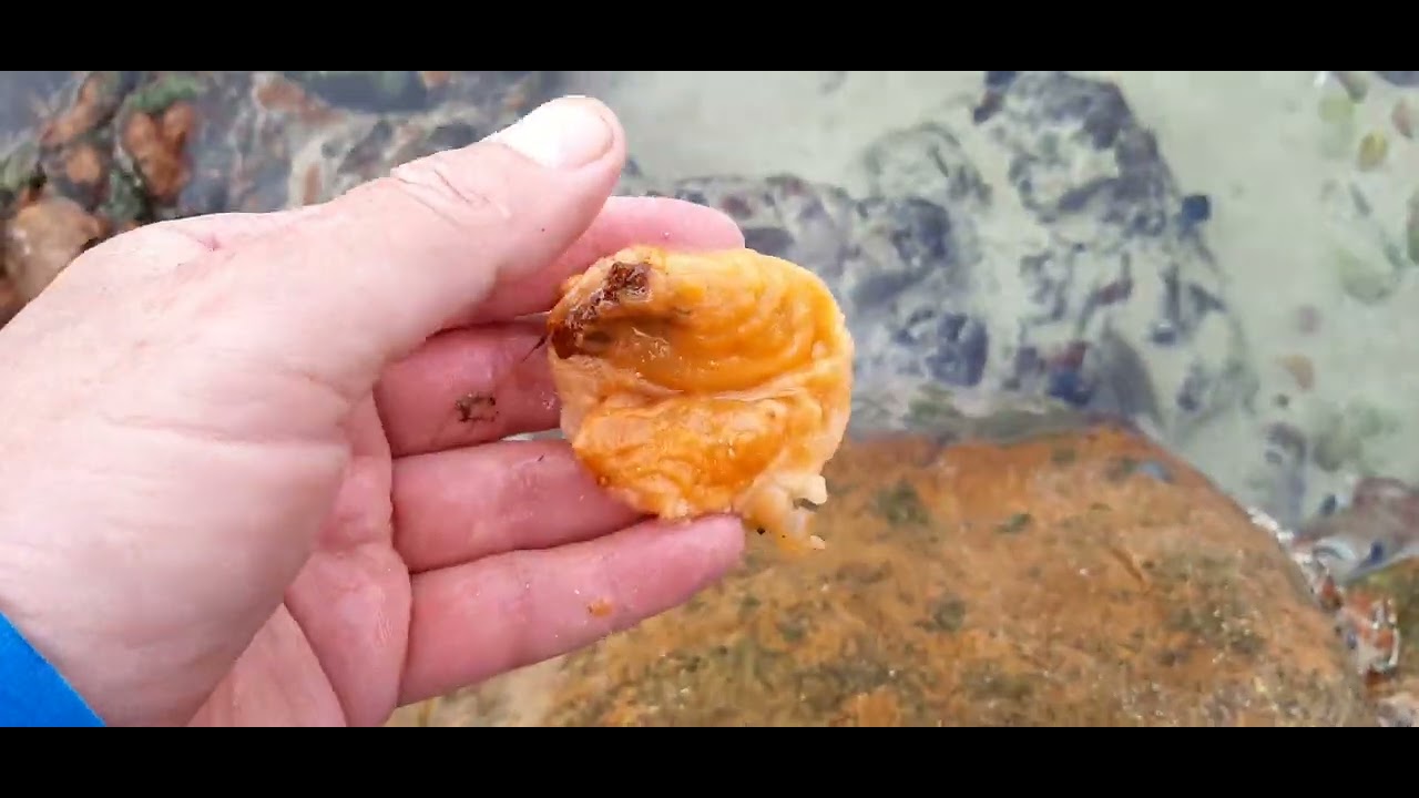 Fish love to eat this .   Demonstration of its effectiveness . Redbait Playlist 1#angling