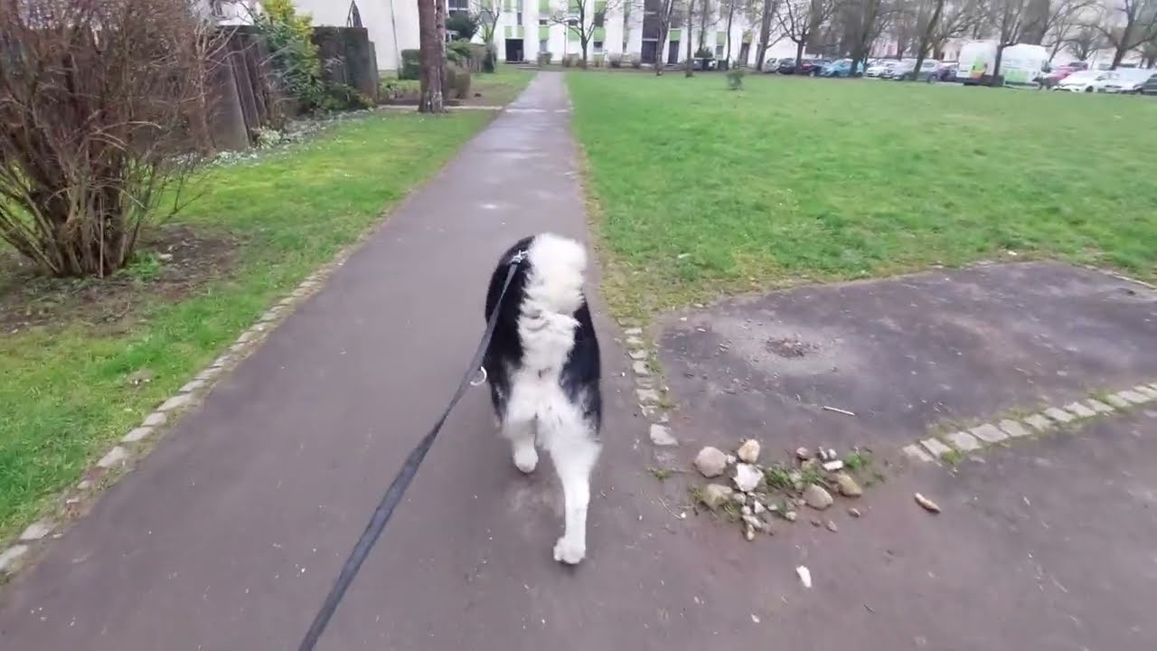 Liza meets some dogs