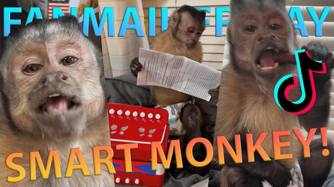 Georgie Boy Official - Fanmail Friday 9 Smart Monkey! 🐵🧠