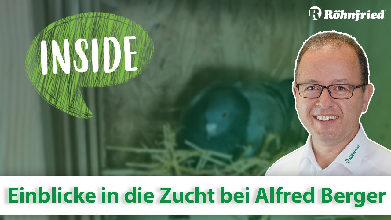 Einblicke in die Taubenzucht bei Alfred Berger