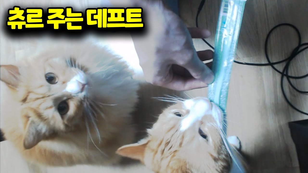 고양이 츄르 주는 데프트🐱