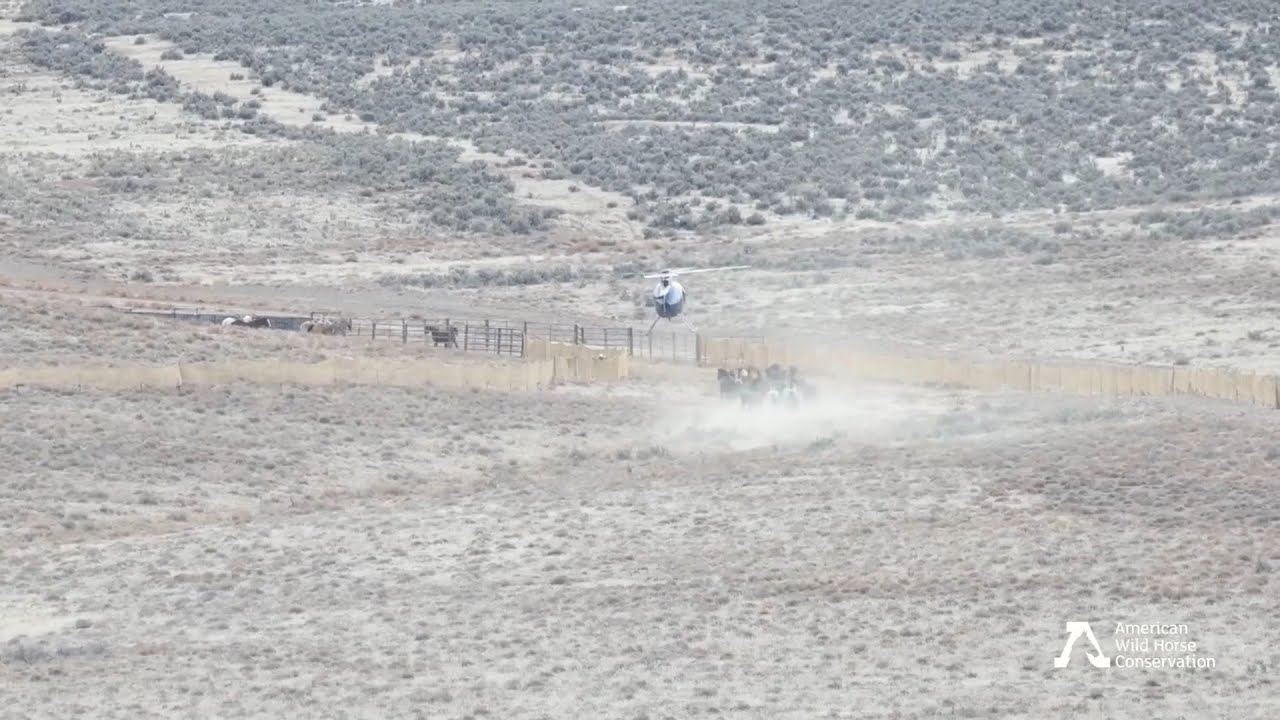 16 Wild Horses Attempt to Evade Trap During Roundup