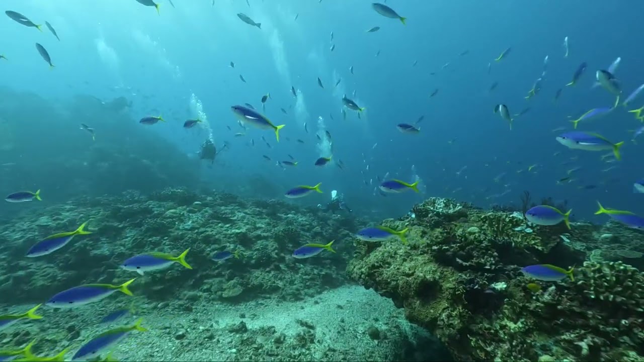 ウメイロモドキ　ざわつく！慶良間諸島
