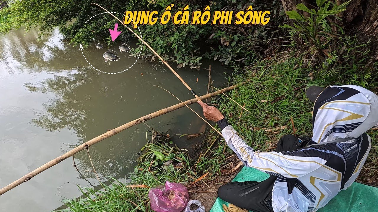 Câu cá sông tự nhiên GẶP ổ cá rô phi to |Go fishing in the wild river - MEET a big tilapia nest EP53