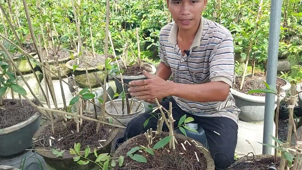 Tạo dáng mai vàng dáng long từ cây  con