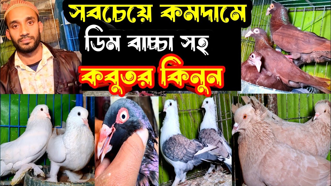 সবচেয়ে কমদামে কিং,লাহোরী,ডেনিশ,গররা,চিলা কবুতর কিনুন | বাকবাকুম পায়রা | Pigeon |