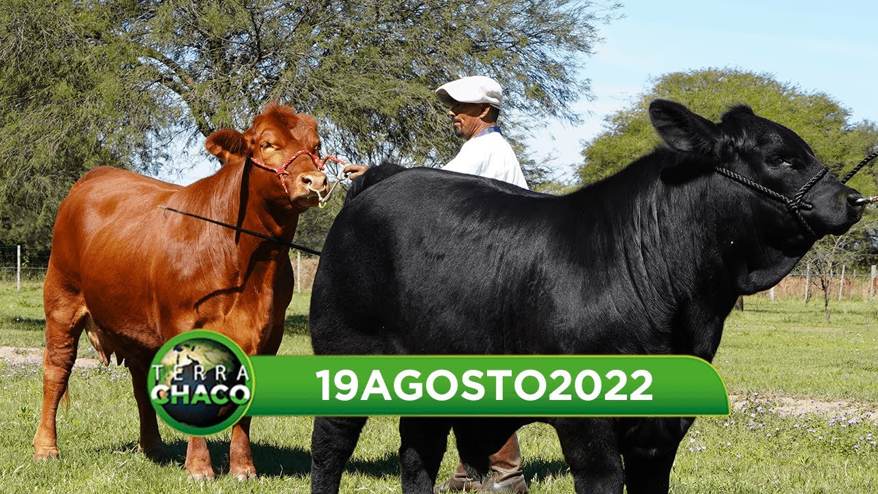 CABAÑA EL DESTINO - BRANGUS - EXPO QUITILIPI | TERRA CHACO