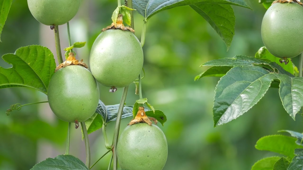 Gulupa Una Nueva Opción de Exportación - TvAgro por Juan Gonzalo Angel