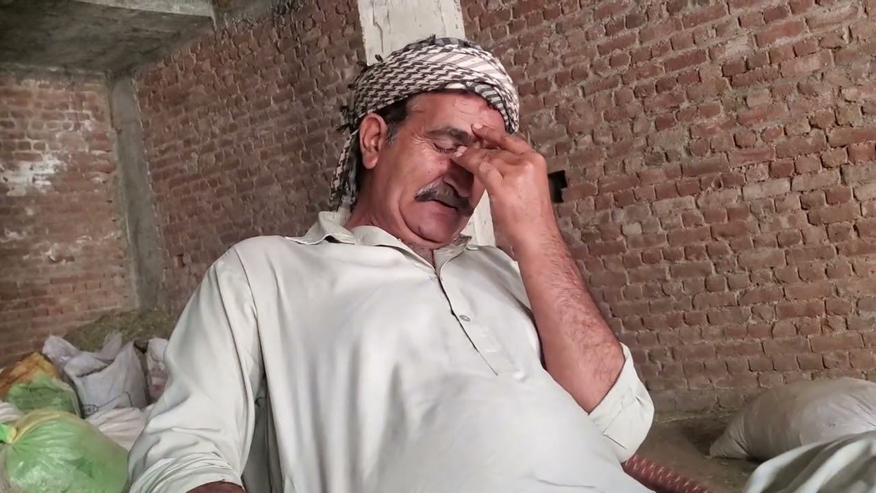 costmar alfalfa hay in Rawalpindi