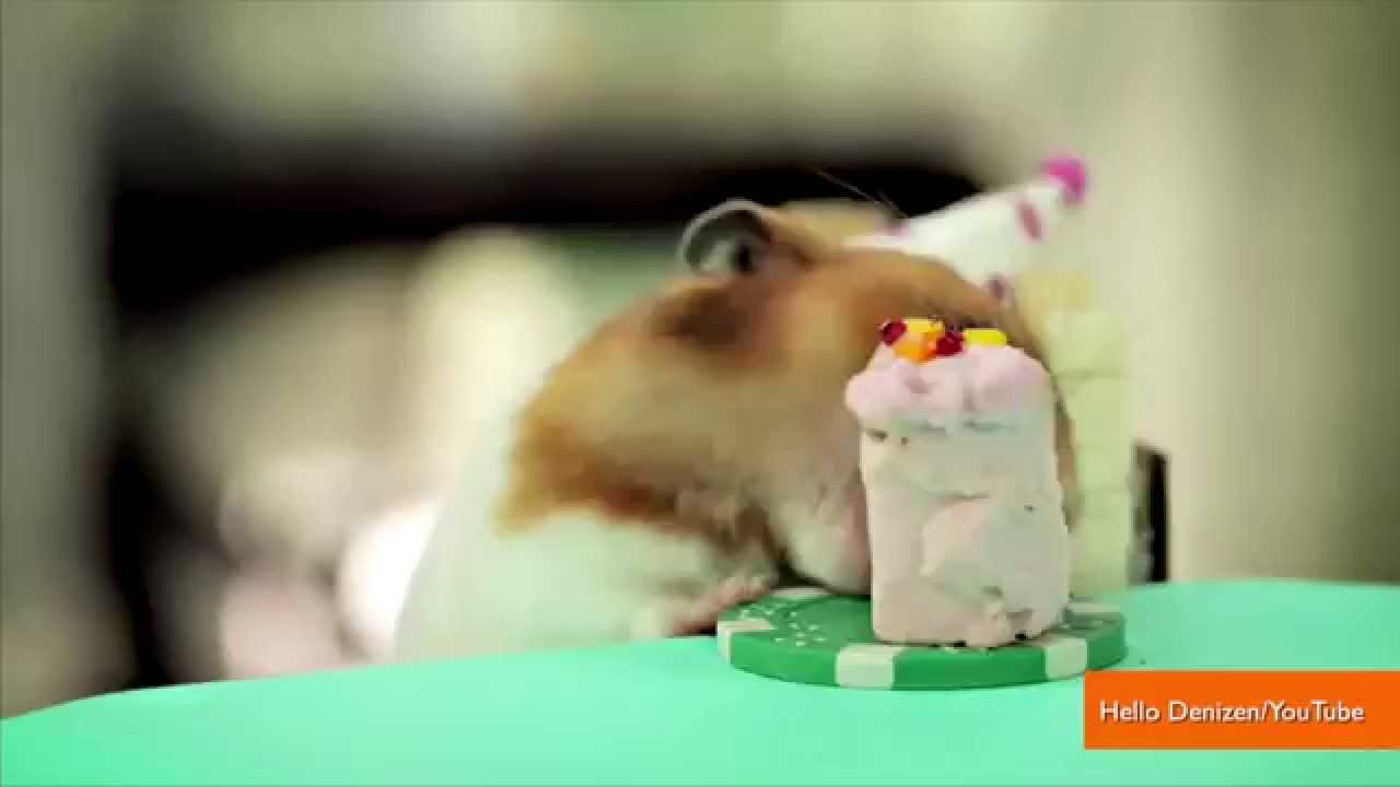 Tiny Hamsters Who Ate Burritos are Back for a Tiny Hedgehog's Party