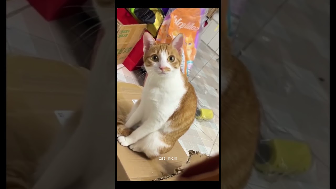 cat instincts