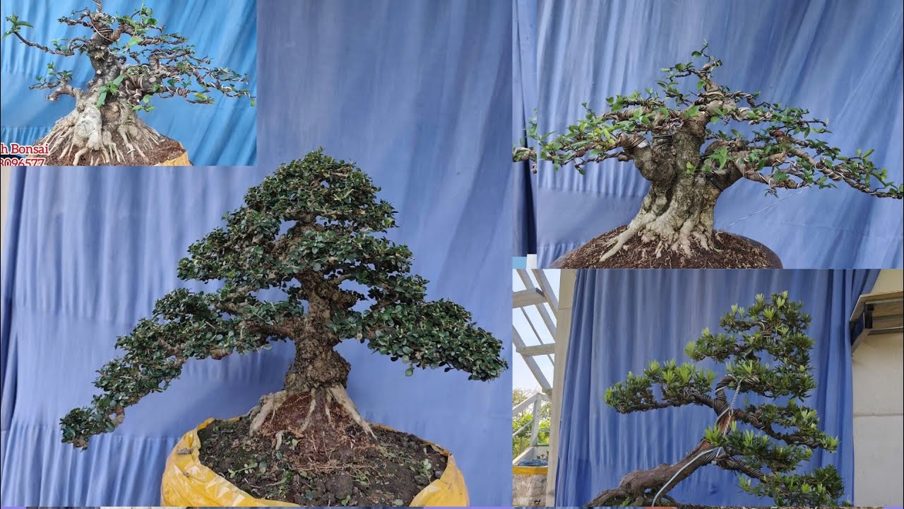 Thanh Bonsai// 0798096577 // Ngày 25/11/2025 Giao lưu Mai Chiếu Thủy, Tùng, Sam Núi Trái, Linh Sam