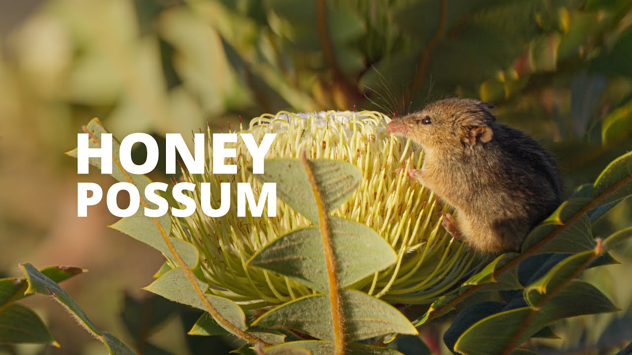 Honey Possum / Noolbenger
