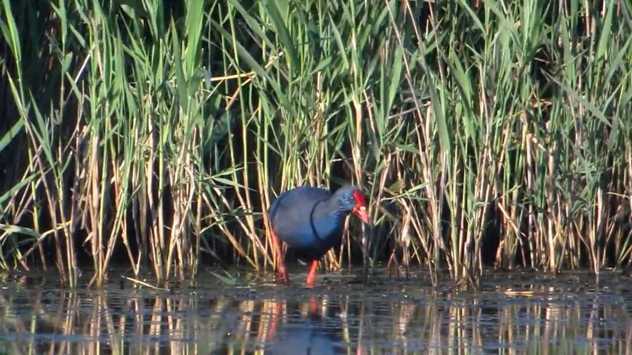 Western Purple Swamphen Minsmere