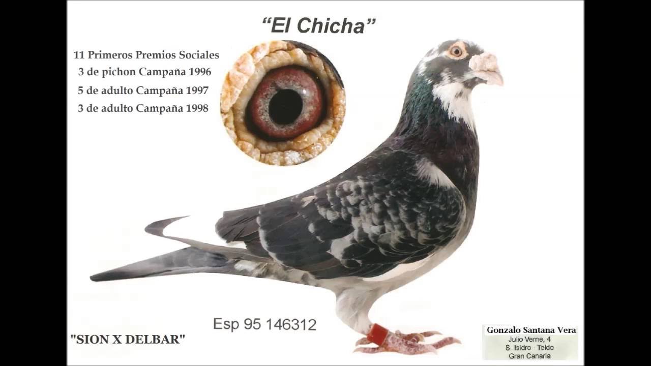 Palomas Mensajeras en Canarias - Mi deporte la Colombofilia Parte 2ª
