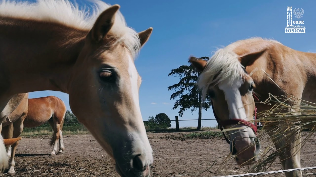 Turystyka wiejska - dobre praktyki w województwie opolskim