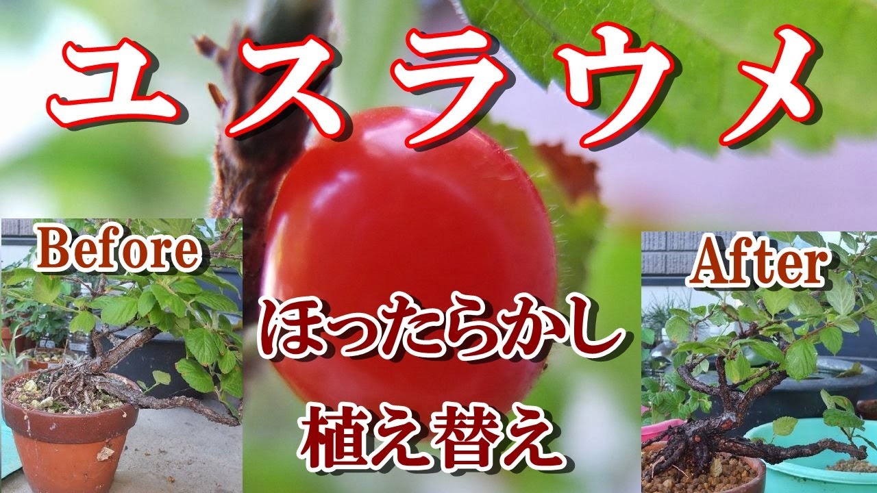 【ユスラウメ盆栽】ほったらかされた、ゆすらうめ植え替え　用土はブレンド