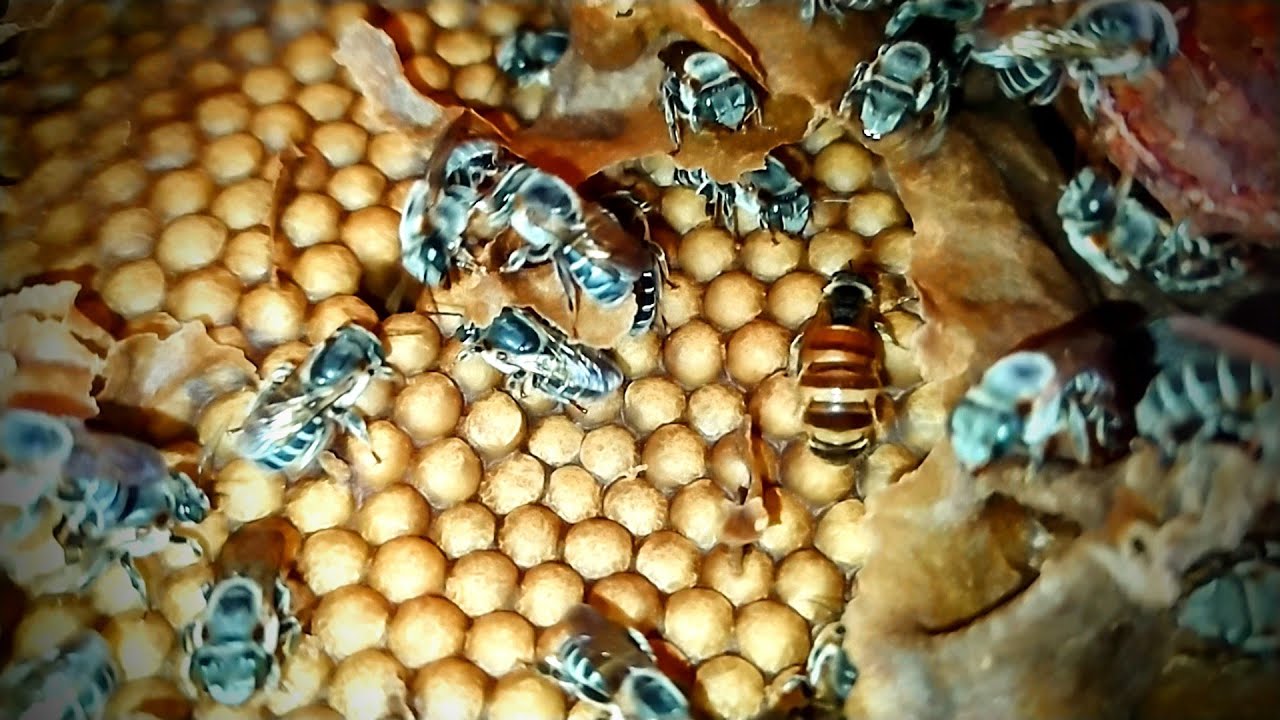 Resultado Da Divisão Da Abelha Tiúba, Veja que Impressionante 😱