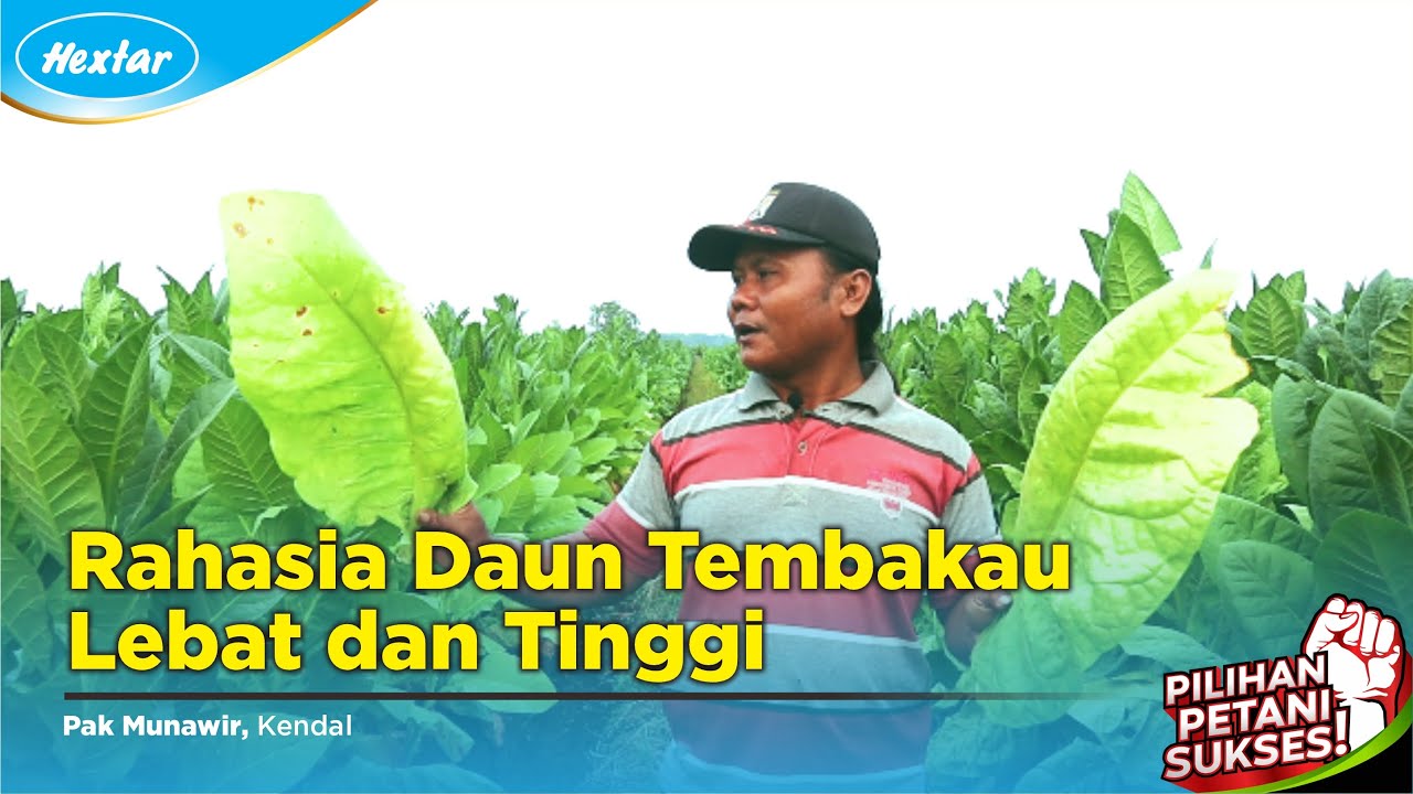 Rahasia Tanaman Tembakau Subur, Daun Lebat, Tebal, dan Tinggi