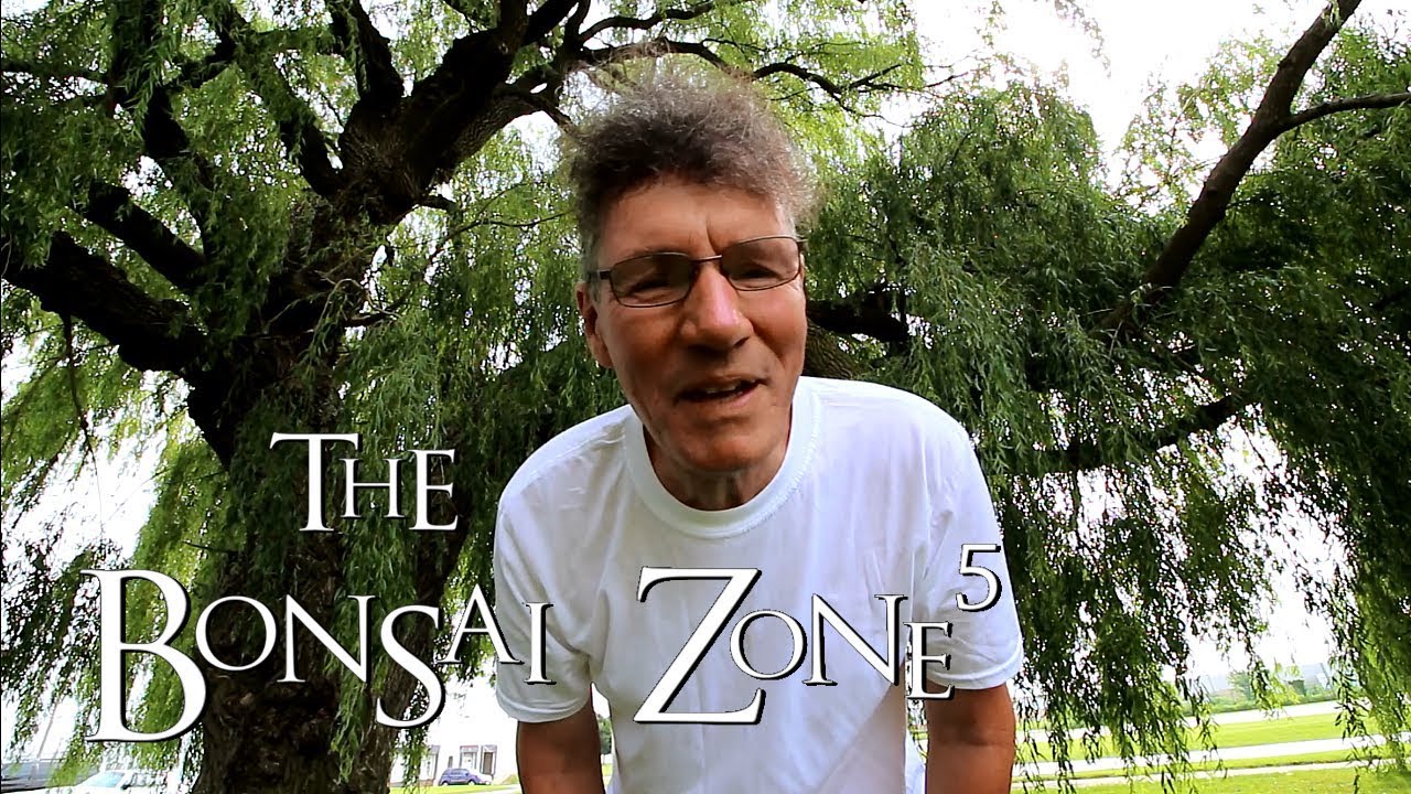 Weeping Willow Bonsai Update, The Bonsai Zone, Aug 2018