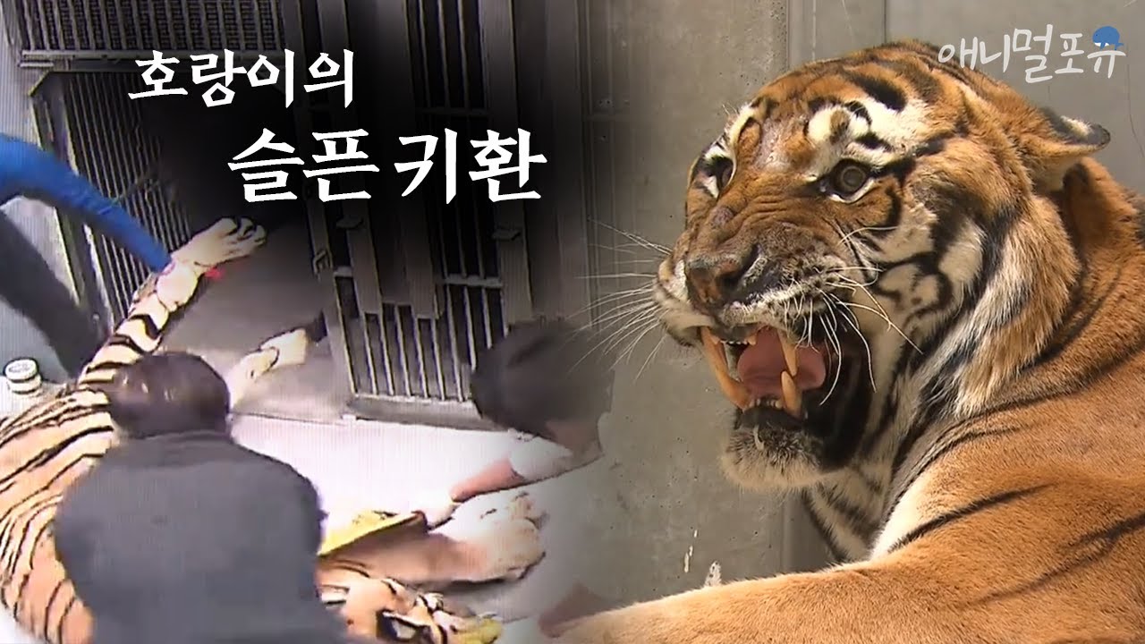 처음 열린 동물원의 나가는 문, 백두산 호랑이의 슬픈 귀환｜KBS 취재파일K 170212 방송