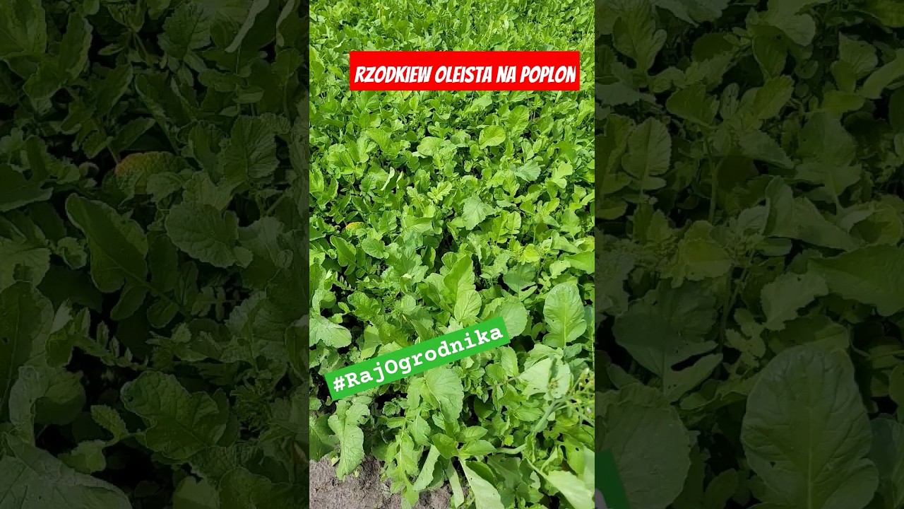 🌿 RZODKIEW OLEISTA na poplon to bardzo dobry pomysł #poplon #rajogrodnika