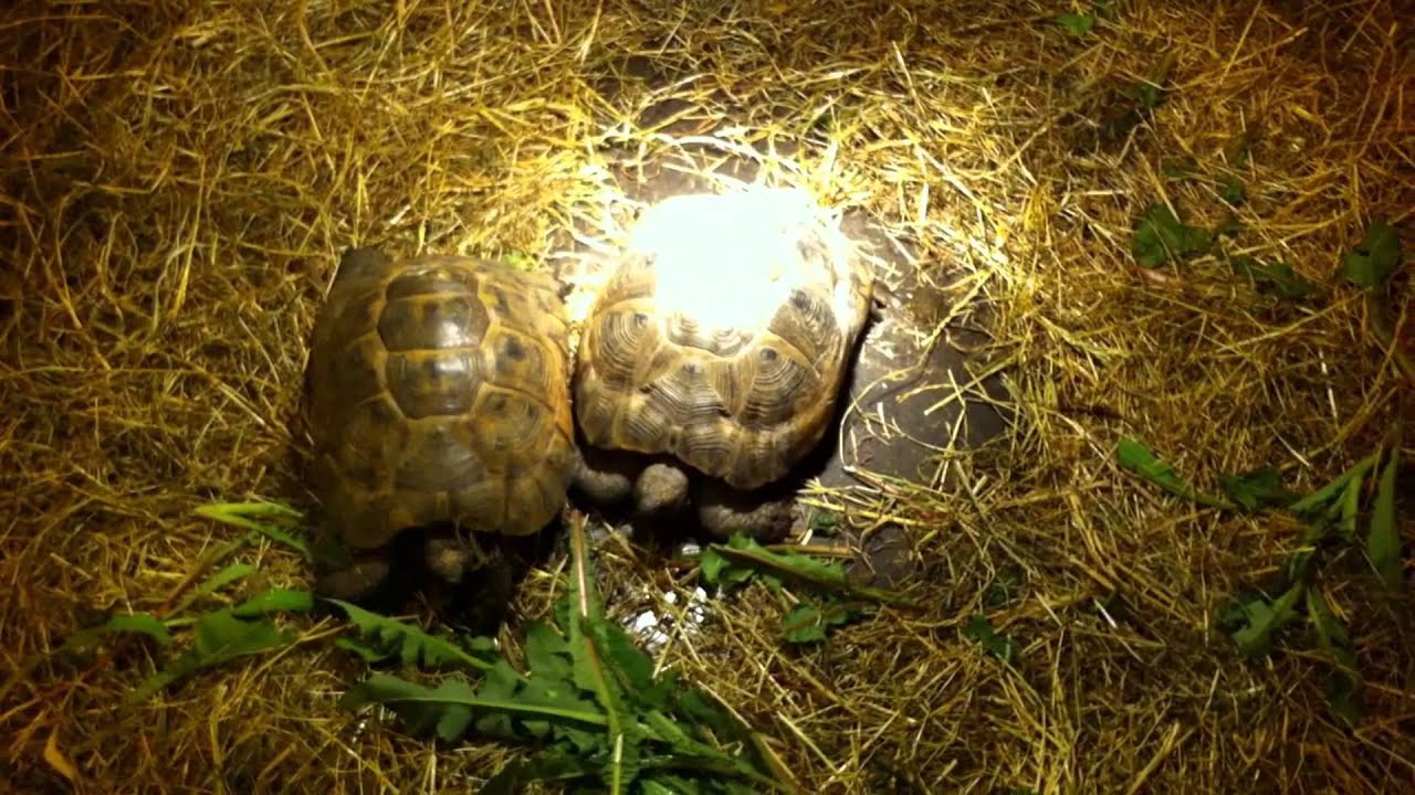 Reptilexpo 2013