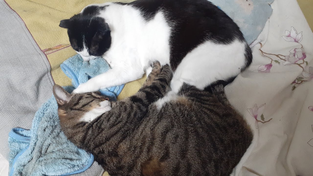 LIVE CUTE KITTIES CUDDLING