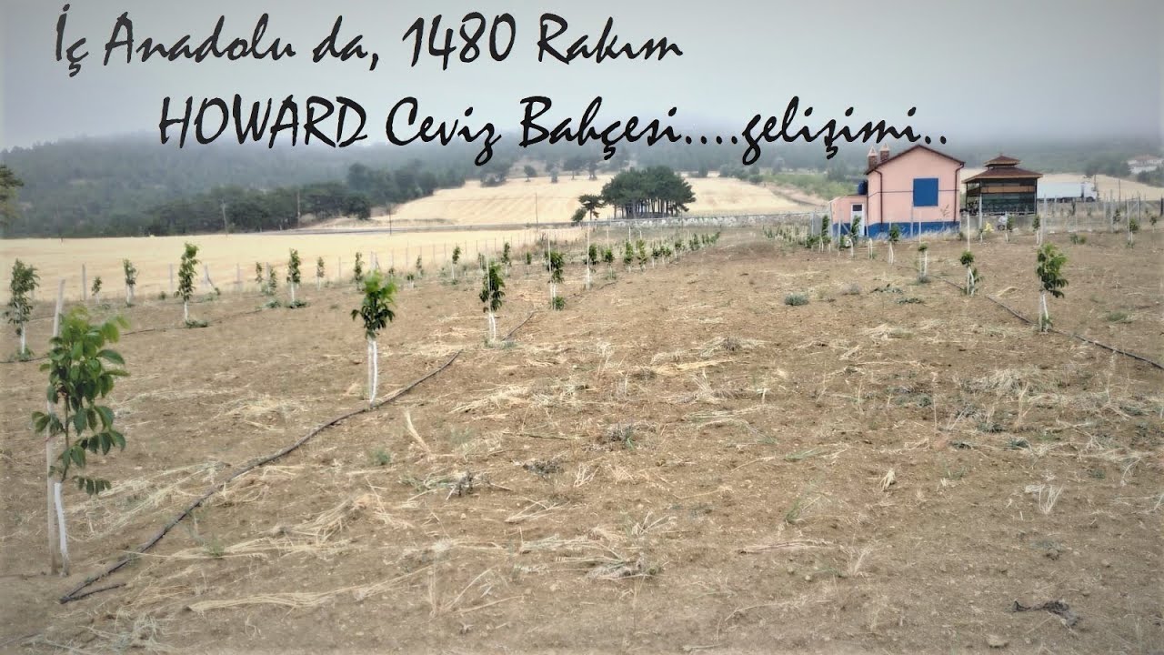 6) İÇ ANADOLU DA HOWARD CEVİZ BAHÇESİ İLK YIL GELİŞİM DURUMU 1
