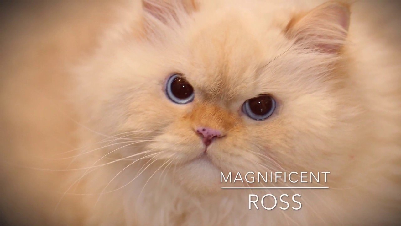 Ross Flame Point Ragdoll