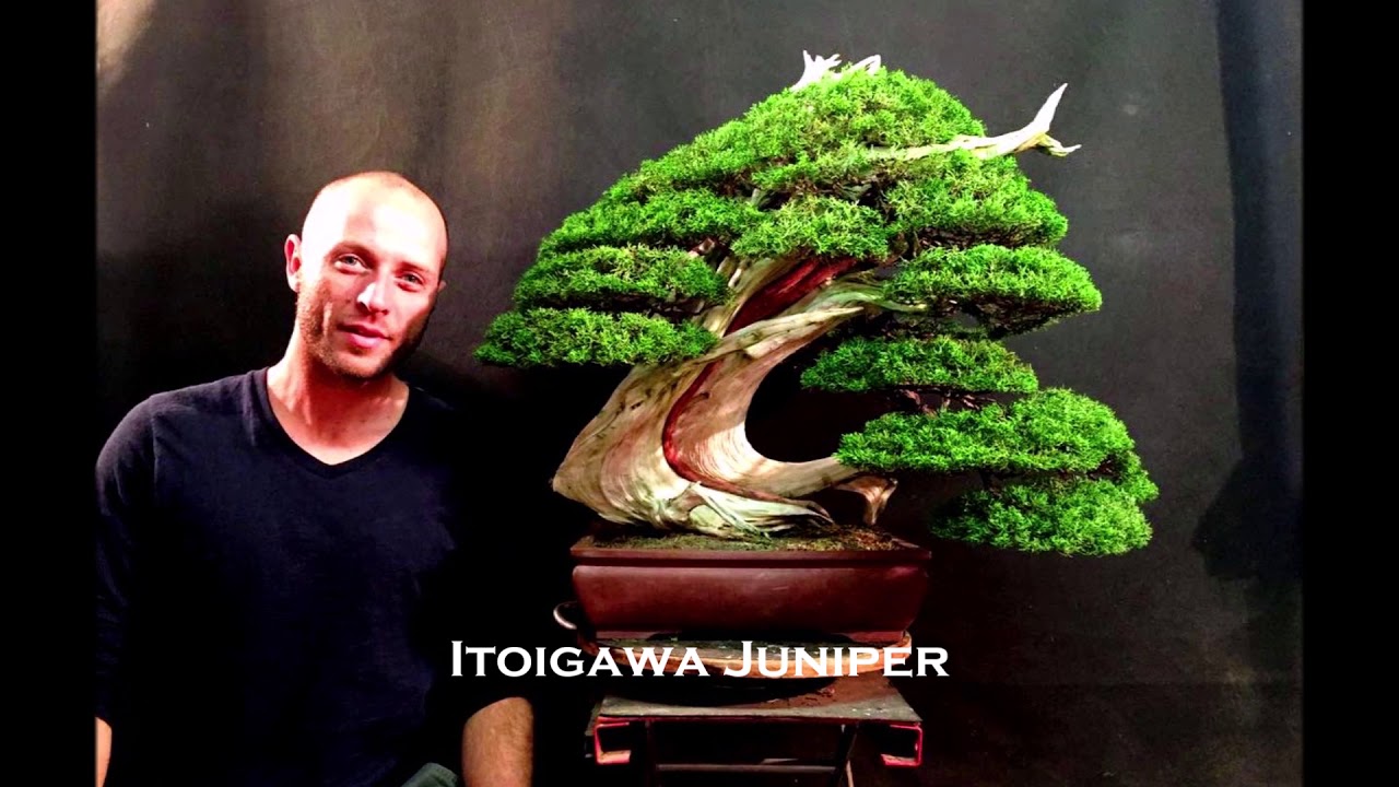 Bonsai Trabalhos internacionais