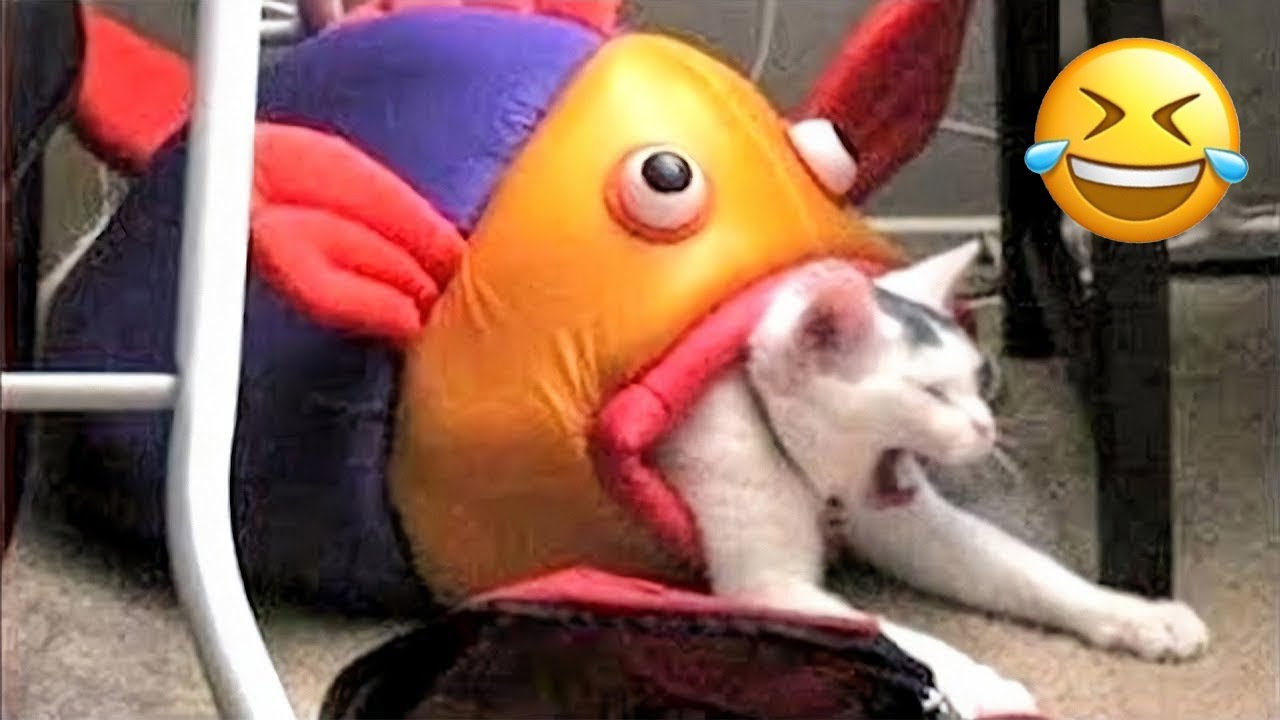 Funniest Cats and Dogs - Best Dog And Cat Videos 2022 - Pet Friends