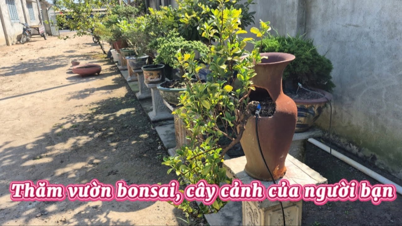 Thăm vườn bonsai, cây cảnh của bạn ở xã tân phú  tây Ninh || Châu ngọc vlog & bonsai 