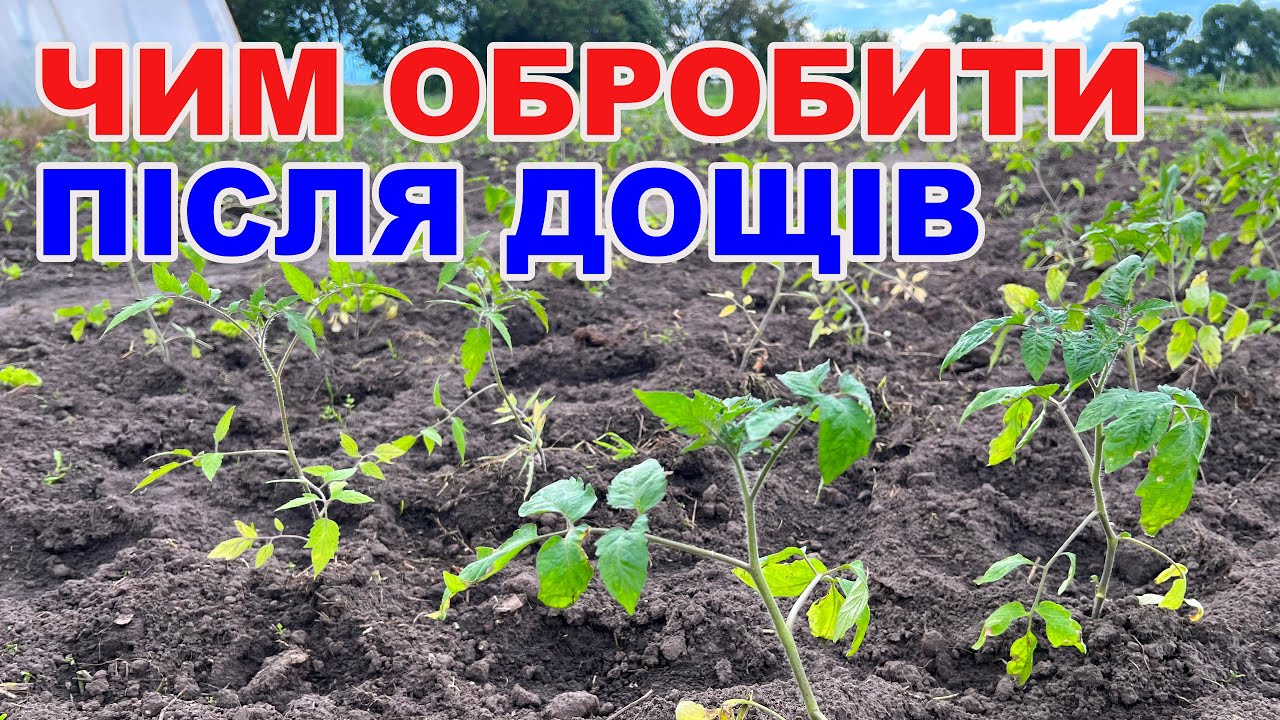 Як врятувати помідори після дощів ? Обробка від фітофтори