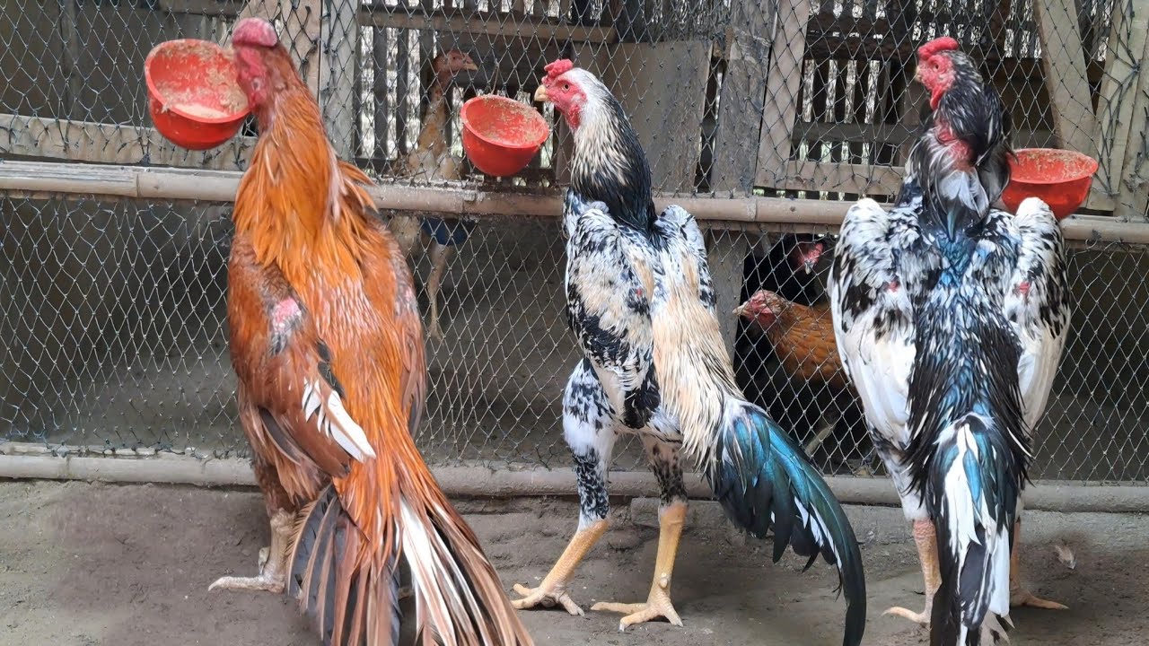 kegiatan pagi minggu di kandang adijaya farm ● Bersih bersih kandang dan kasih makan ayam