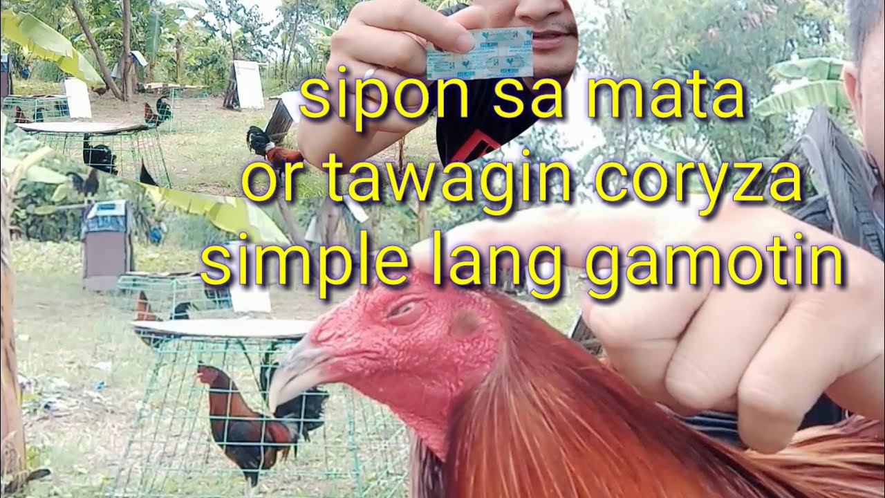 Ano nga ba Ang gamot sa sipon sa mata Ng manok Kung tawagin ay coryza