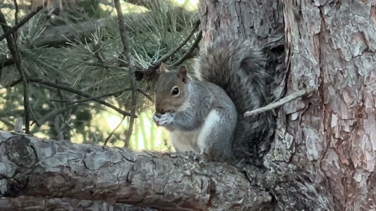 #Squirrel with a #nut — early #January2026