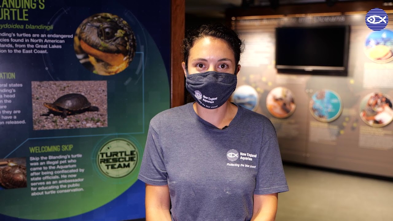 Virtual Visit: Blanding's Babies!