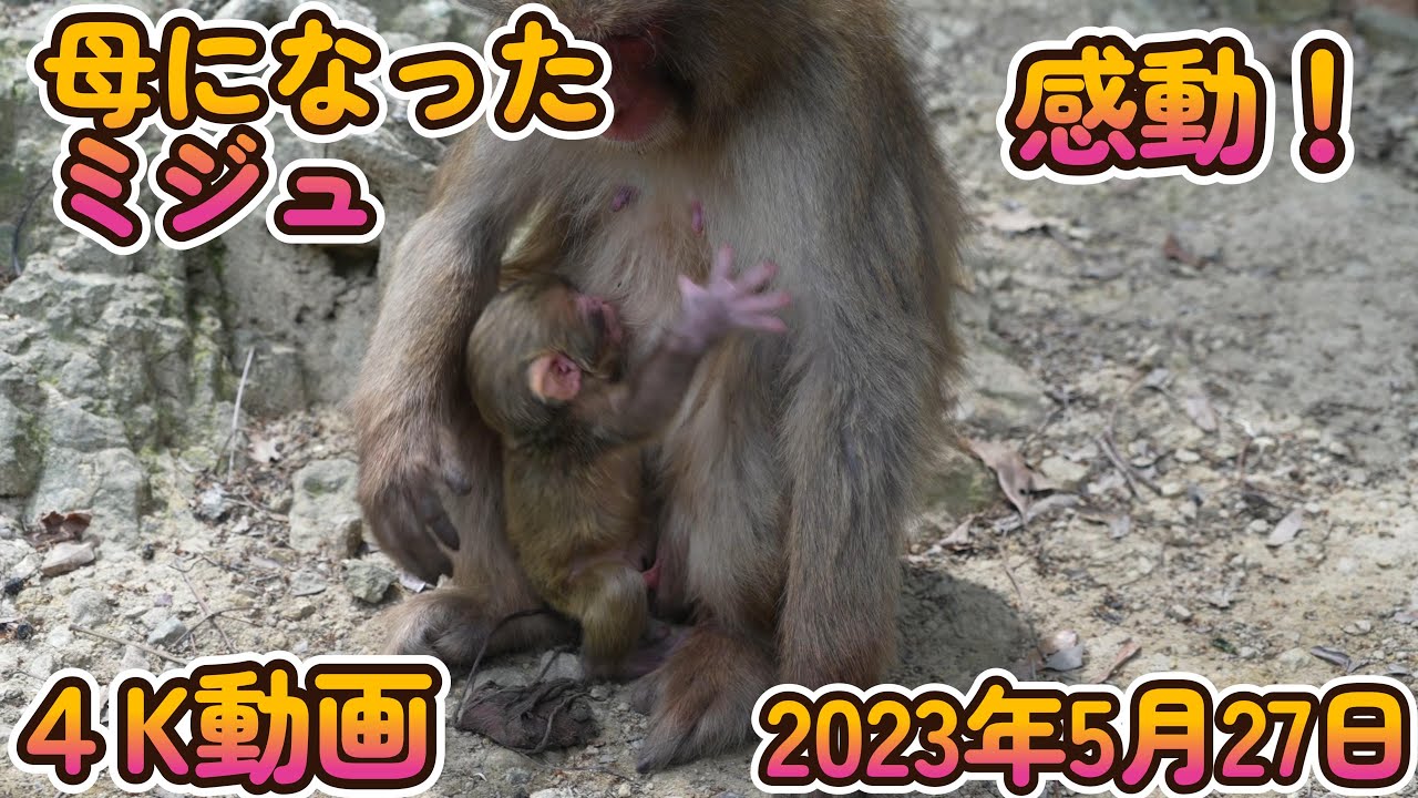 【赤ちゃん・ニホンザル・４K動画】母になったミジュ　感動