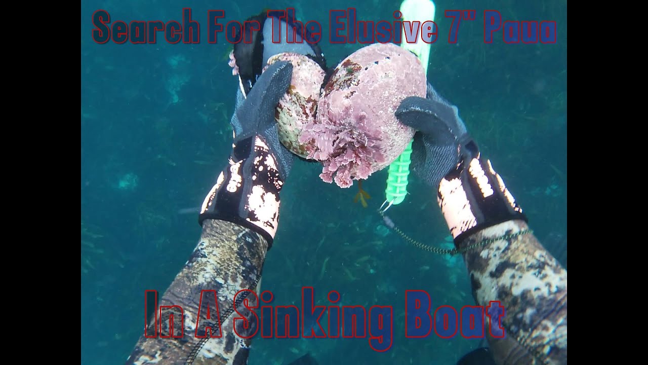 Ep42 Search for the Elusive 7inch Paua in a sinking Boat