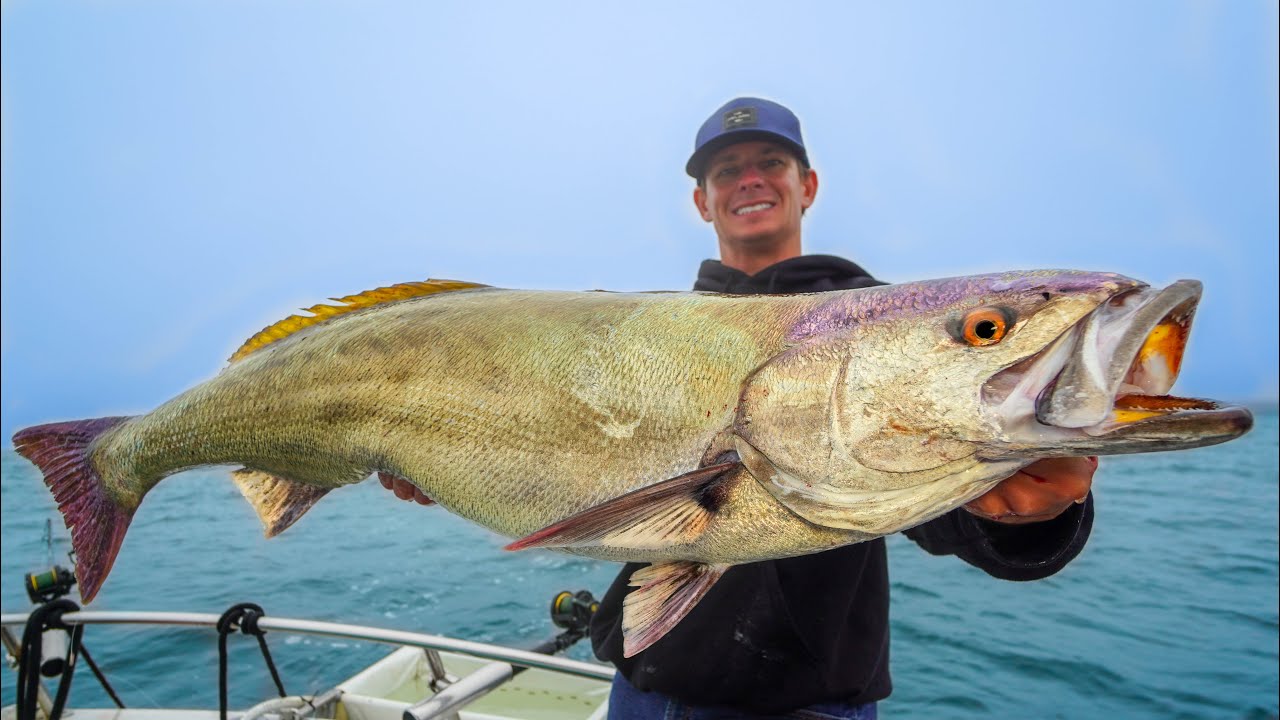 A Fish that ALMOST Went EXTINCT... Catch Clean Cook (White Sea Bass)
