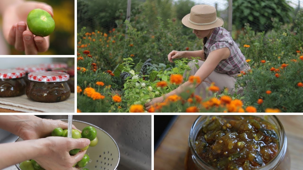Tomatillo (miechunka pomidorowa) – uprawa w ogrodzie + przepis na chutney z cukinią